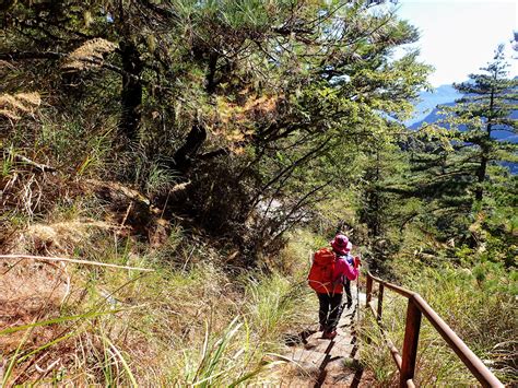 碧綠神木|卡拉寶山步道